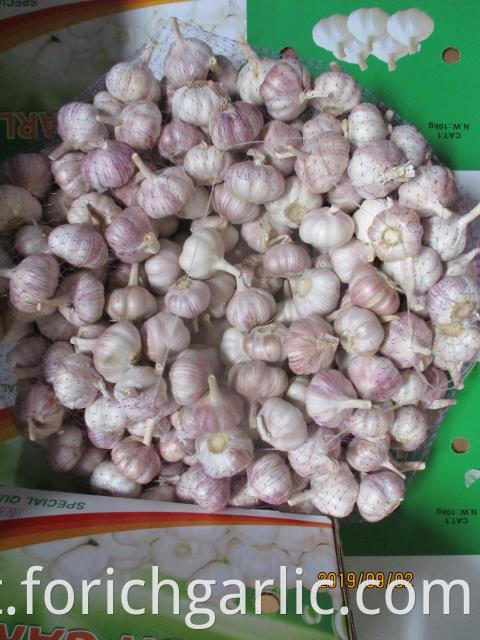 Regular White Garlic 5 0